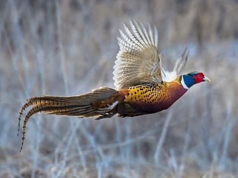 Pheasant Landing
